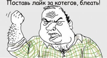 В Швейцарии делают специальные лестницы для кошек