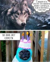 Бегущий с волками: история норвежца, ставшего настоящим альфа-самцом