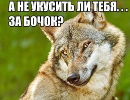 Мужчины спасли из ледяной реки собаку, которая оказалась волком
