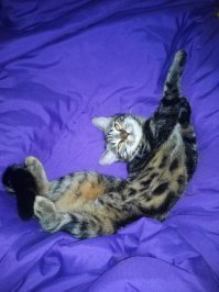 25 спящих котиков, которые доказали, что уснуть можно в любом положении