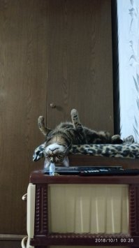 25 спящих котиков, которые доказали, что уснуть можно в любом положении