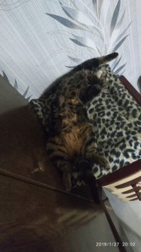 25 спящих котиков, которые доказали, что уснуть можно в любом положении