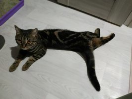 25 спящих котиков, которые доказали, что уснуть можно в любом положении