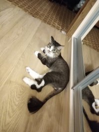 Такой же был. Но шерсть ВЕЗДЕ заколебала! Постригли.