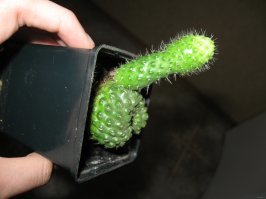 кто знает как называется?