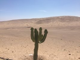 добавлю своих кактусов, фоткал сам будучи в Перу...