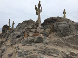 добавлю своих кактусов, фоткал сам будучи в Перу...