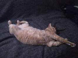 Не мог не прилепить своего котика! ))) Уж очень угарно он уснул.