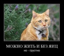 Прикольные и смешные картинки