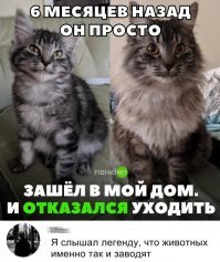 Кот завёл себе человека.