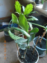 чем-то на мои смахивают! )))