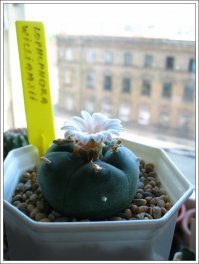 А ещё они красиво цветут.