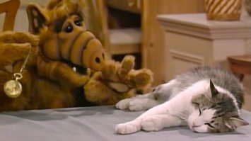 у котов нет минусов в принципе,
вы просто не умеете их готовить