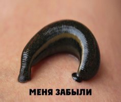 Ученые назвали пять животных, способных исцелять людей