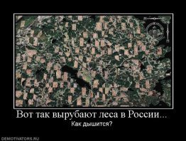 Лес? Нееее, не видели))