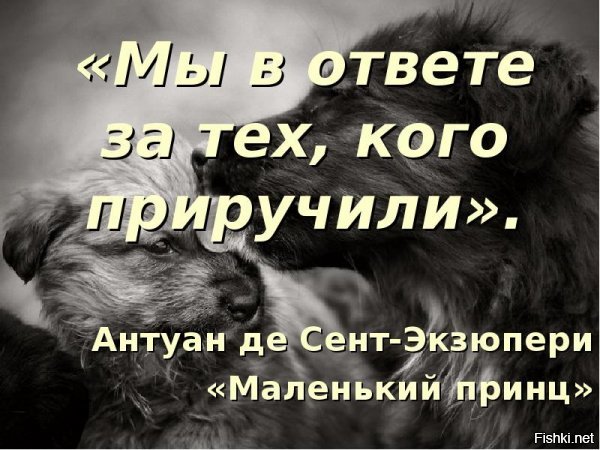 Некоторых самих нужно сдать в аренду, причем чтобы кормили как кота или собаку, сухим кормом из миски и держали под диваном. Взял животное, неси за него ответственность, а не ищи способы избавится, да еще заработать на этом. Не устраивает животное, сдай в приют или усыпи.
Животные перенимают черты своих хозяев и подстраиваются под них, видимо это кота замечали так, что он стал ненавидеть всех.