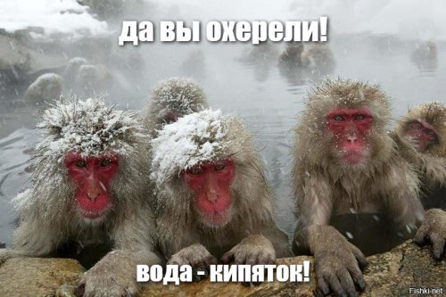 20 забавных животных, которые в другой жизни точно были людьми