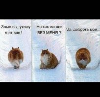 «Пять килограмм чистой ненависти»: хозяин сдаёт в аренду кота