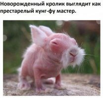 Прикольные и смешные картинки