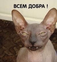 «Пять килограмм чистой ненависти»: хозяин сдаёт в аренду кота