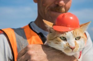 Прикольные и смешные картинки