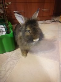 Не заяц конечно, ближайший родственник, дома живет