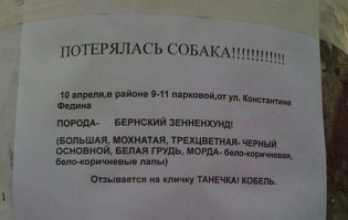 20 забавных объявлений, которые могли придумать только в России