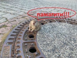 Толстую крысу, застрявшую в люке, доставали всей пожарной бригадой