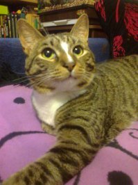 День кошек в России