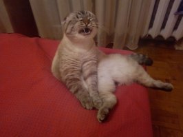 День кошек в России