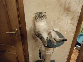 День кошек в России