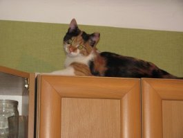 Мурка. Три года назад была снята с дерева котёнком. А теперь вот такая шерстяная нахалка. :)