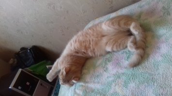 День кошек в России