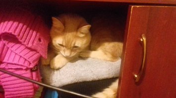 День кошек в России