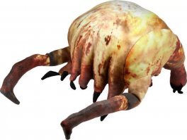 Осьминог выбрал себе добычу не по зубам