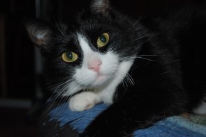 Муся и Вася (девочка):)