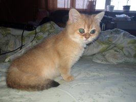 День кошек в России