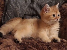 День кошек в России