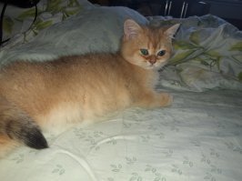 День кошек в России