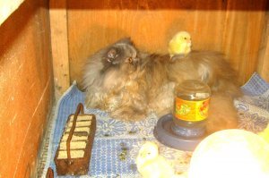 Наша Дуся-наседка.