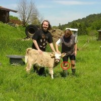 Бычара красавчик ))))))))
Один я вижу лицо на коленке хозяйки бычка?