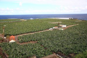 К сожалению не знаю сколько сейчас стоят кормовые бананы в магазинах северных широт,но тут при таком изобилии плантаций и сопутствующем климате это не дорого.
А вкус = это вкус .И те мамонты что в магазинах продаются после канарских кажутся сеном. И ты хоть в три раза больше съешь - вкуса не прибавится