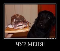 Прикольные комментарии из соцсетей