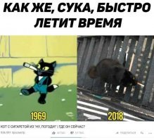 «Пять килограмм чистой ненависти»: хозяин сдаёт в аренду кота