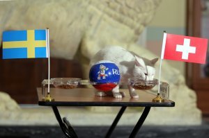 Нет, конечно. Ахилл реально чисто белый.
Во время ЧМ-2018 он результаты матчей предсказывал. :)