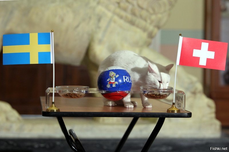 Нет, конечно. Ахилл реально чисто белый.
Во время ЧМ-2018 он результаты матчей предсказывал. :)