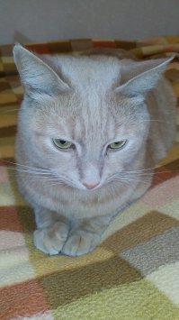 Подобрал на даче мелким котёнком =) А сейчас 5 с лишним кг. Герман - царь всея квартиры )))