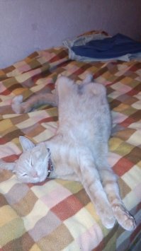 Подобрал на даче мелким котёнком =) А сейчас 5 с лишним кг. Герман - царь всея квартиры )))