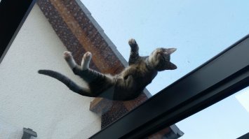 Коты-плюшки