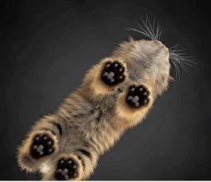 Коты-плюшки